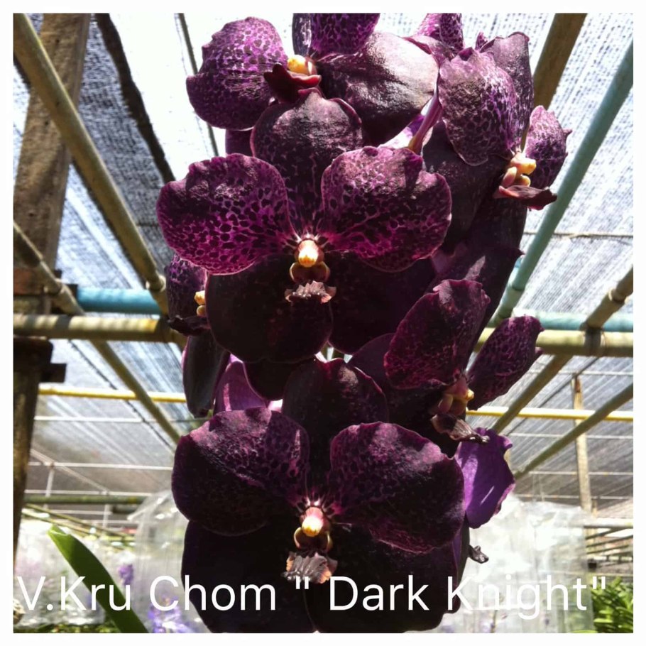 Vanda Kru Chom Red Maroon