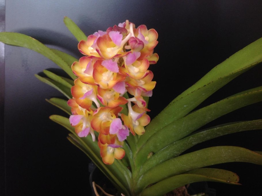 Trichoglottis brachiata ( var. Philippinensis)