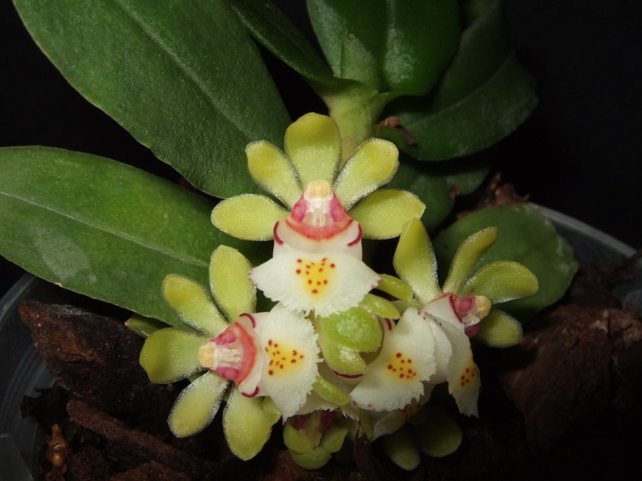 Gastrochilus japonicus