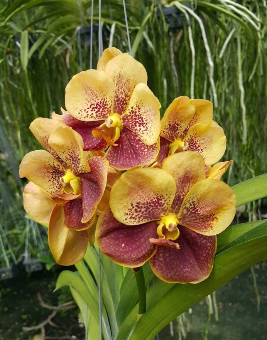 Ванда Роберт Делайт розовая