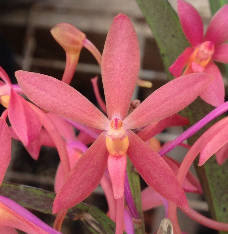 Фаленопсис блэкберри