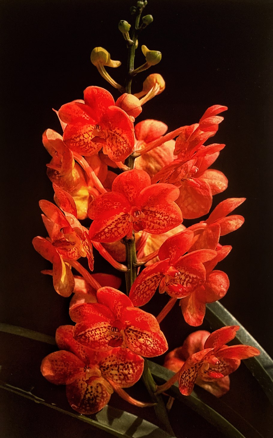 Laelia (Hoffmannseggella) alvarenguensis