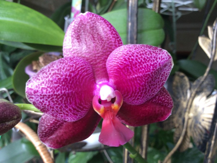 Фаленопсис Sogo RELEX