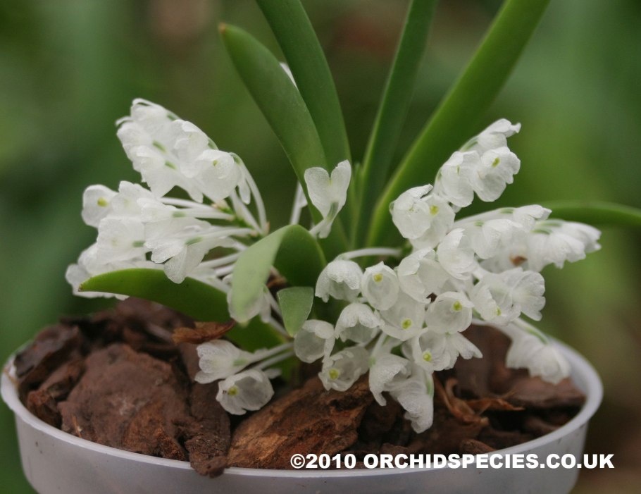 Орхидея Phalaenopsis