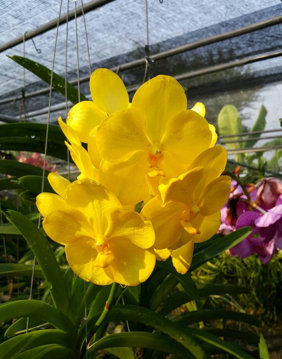 Ascda Pakchong Gold x Charles Goodfellow