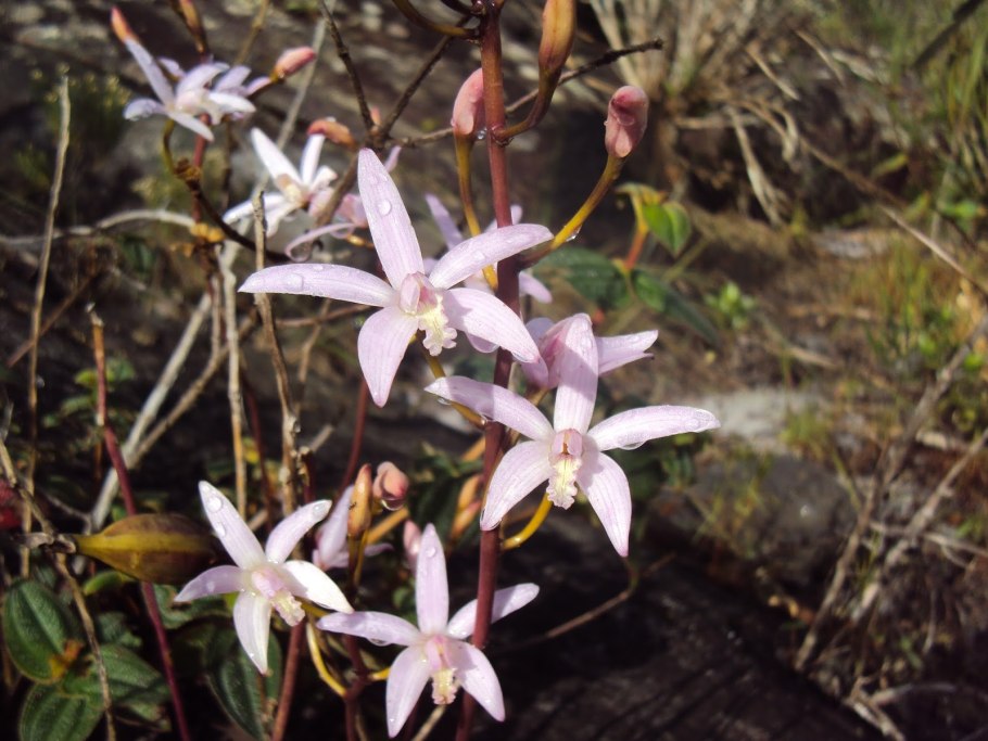 Gastrochilus bellinus