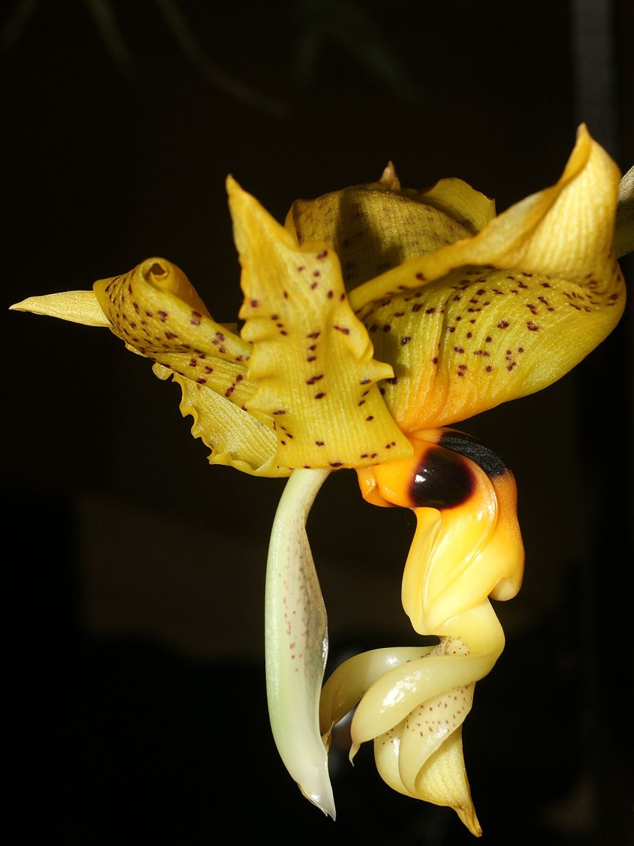 Orchid 'Podangis dactyloceras'