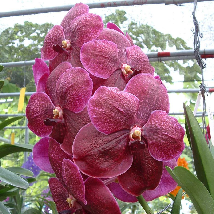 Bulbophyllum santosii