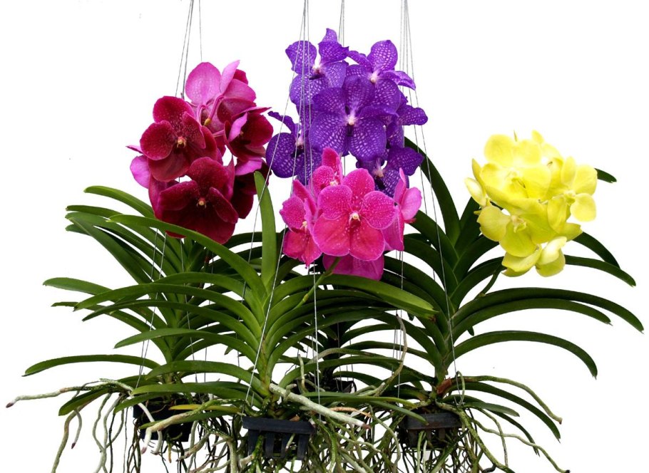 Цветы орхидеи Ванда
