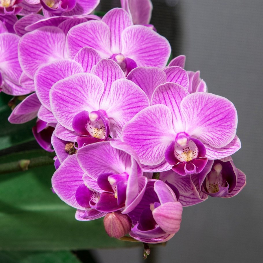 Орхидея Пурпл