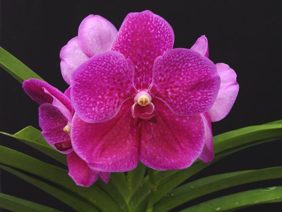 Стангопея Варди