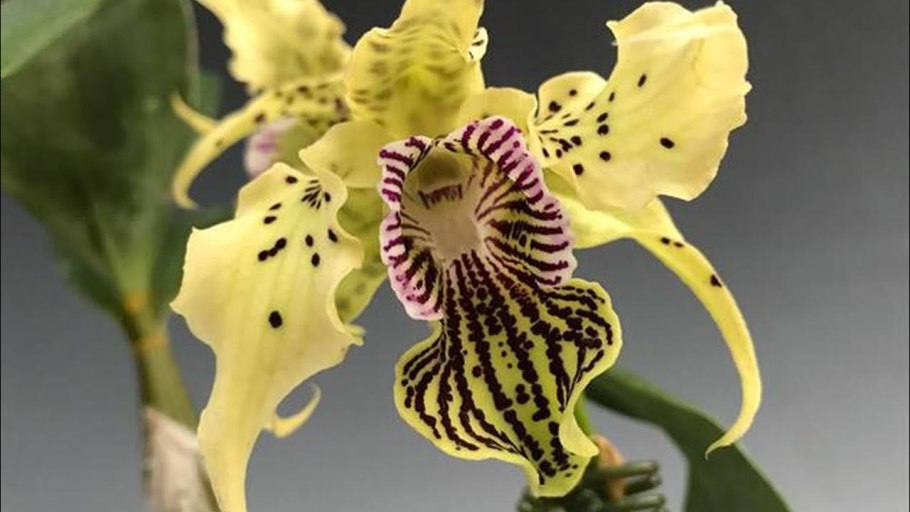 Вандовые орхидеи