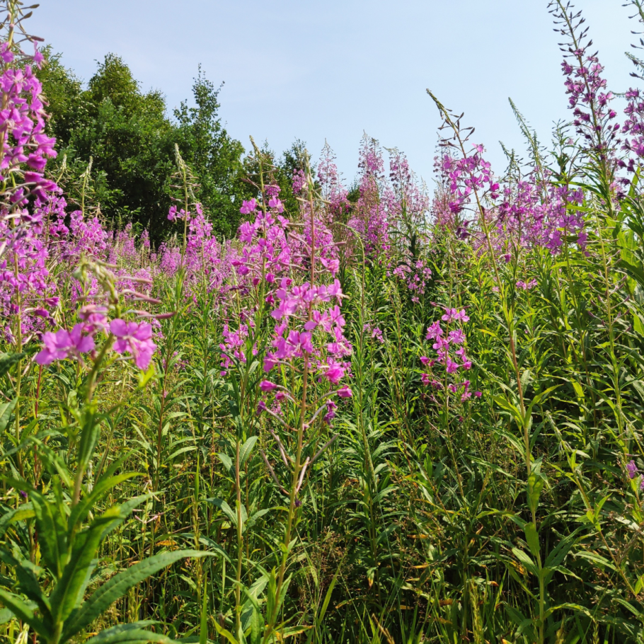 Кипрей узколистный Луговой