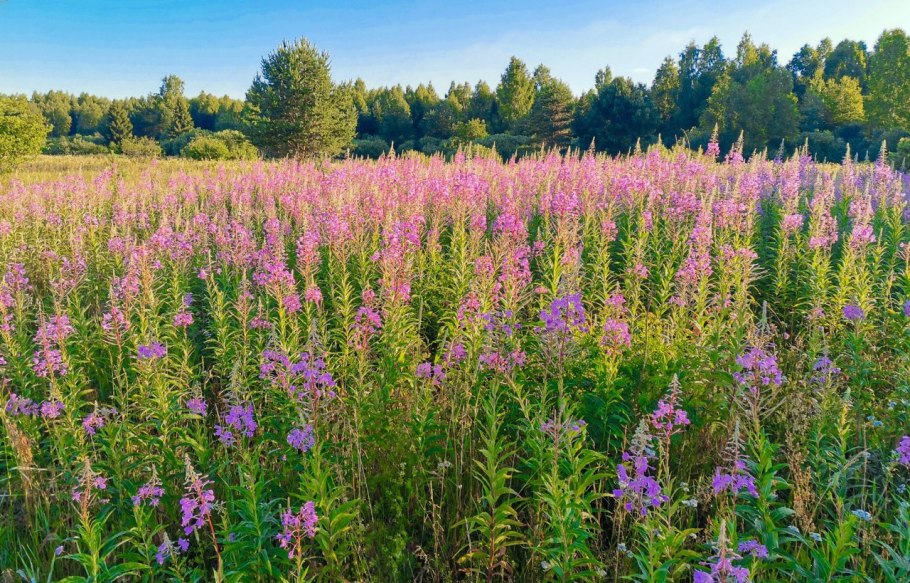 Иван чай молодой