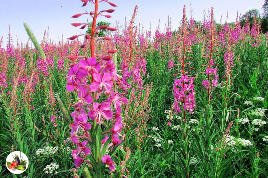 Эспарцет Иван чай