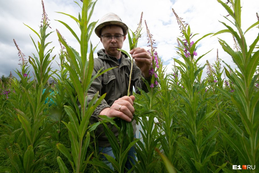 Иван-чай (кипрей)