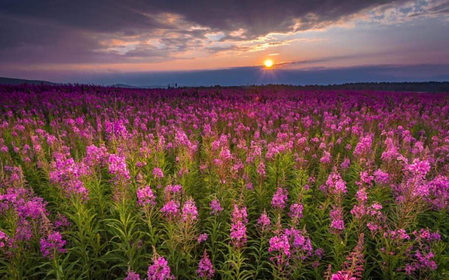 Кипрей или Иван чай