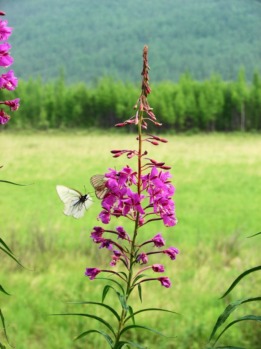 Иван-чай узколистный