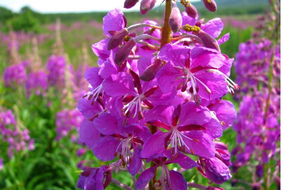 Кипрей узколистный Иван-чай