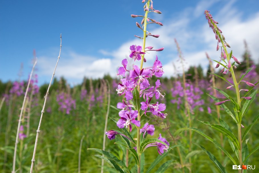 Кипрея трава Иван-чай