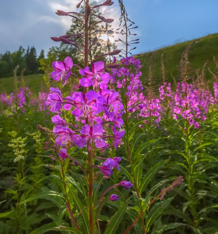Кипрей полевой