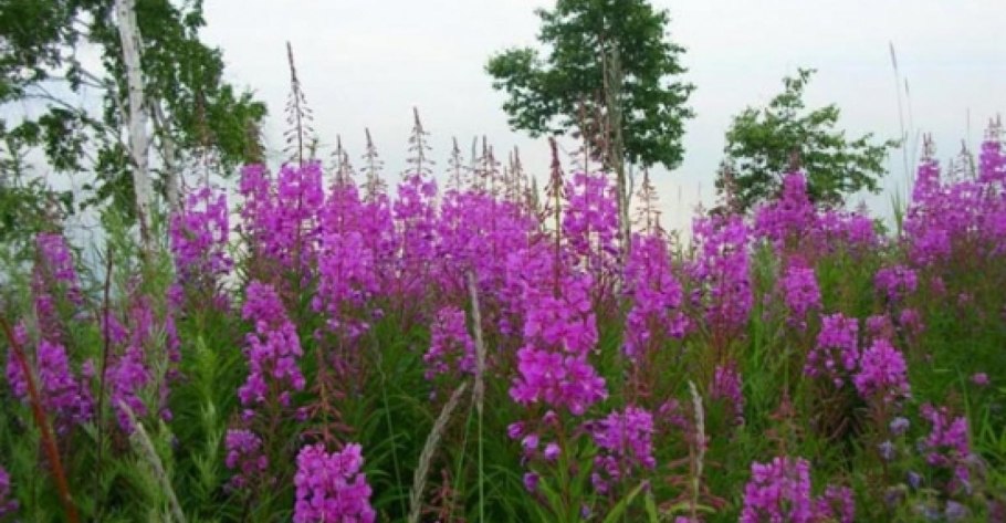 Иван-чай (кипрей)