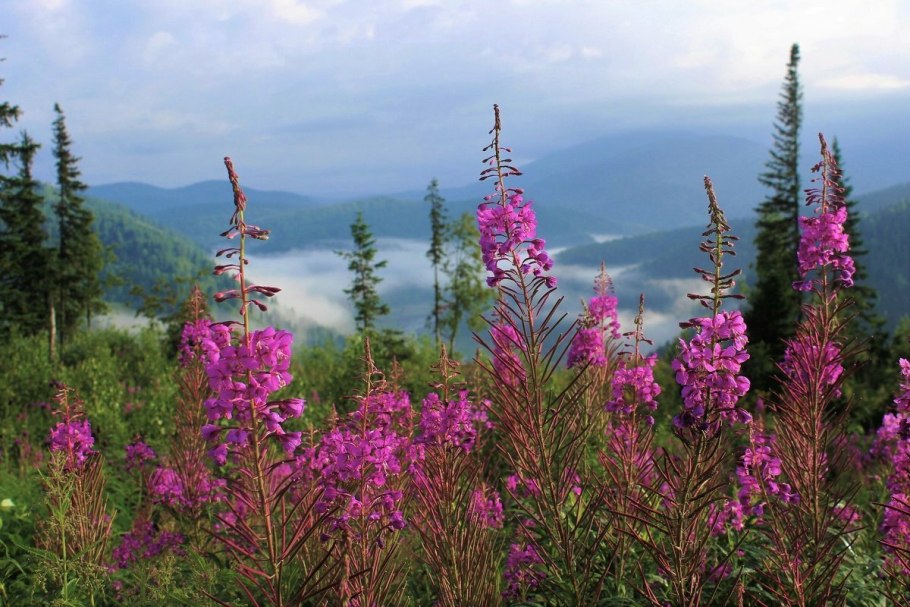 Кипрей узколистный