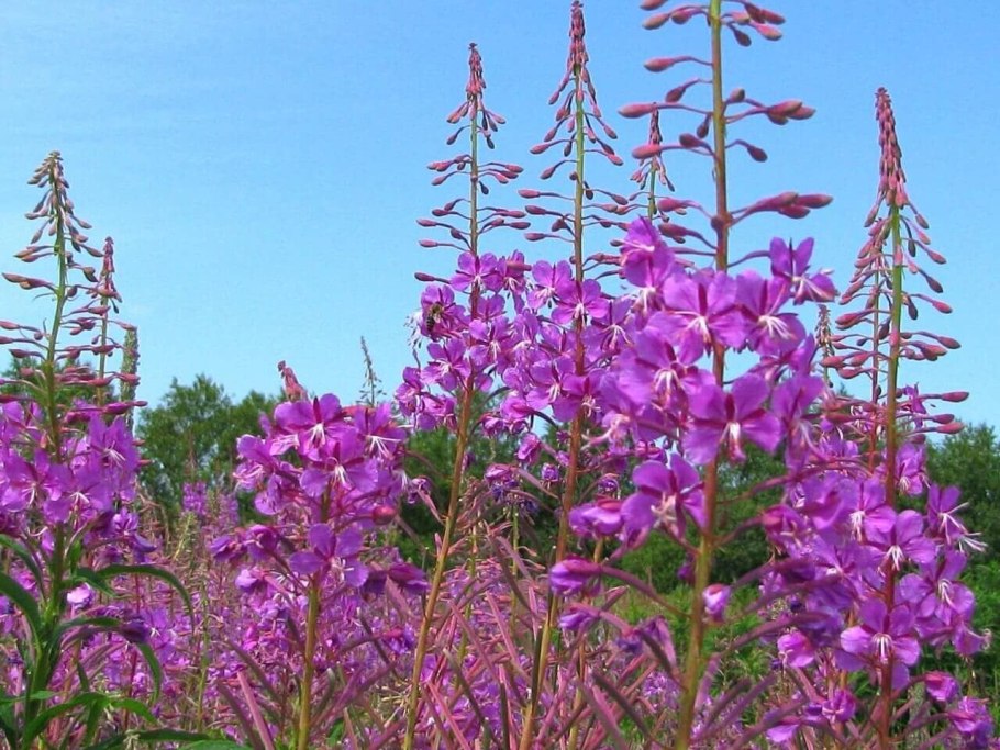Иван-чай узколистный