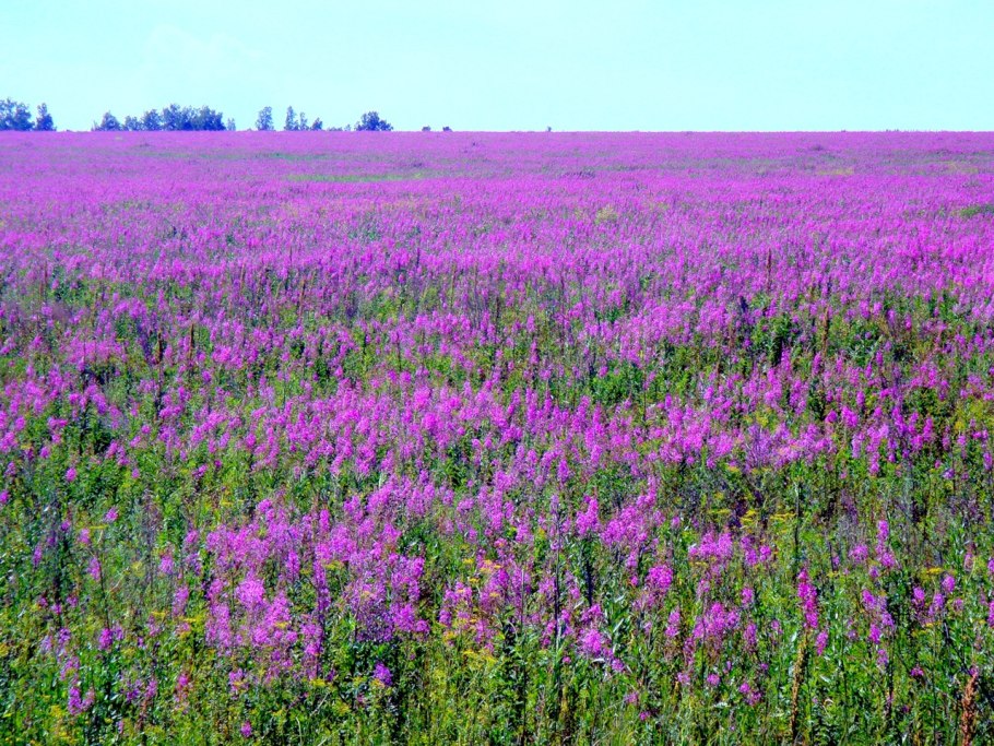 Иван-чай (кипрей)