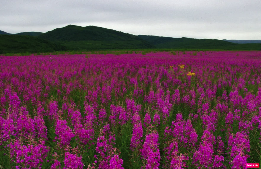 Иван-чай узколистный