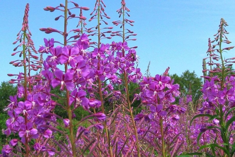 Поля кипрея в Карелии