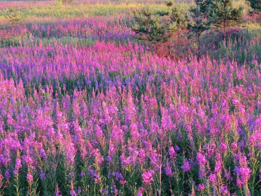 Кипрей Альба