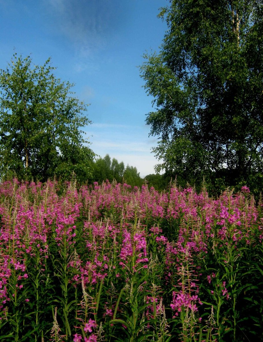 Иван-чай (кипрей)