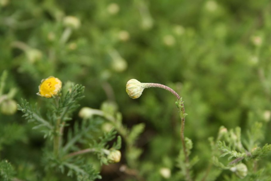 Ромашки для романа