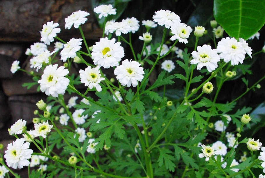 Ромашка Римская Пупавка благородная