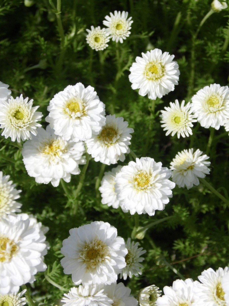 Пупавка благородная Flore pleno