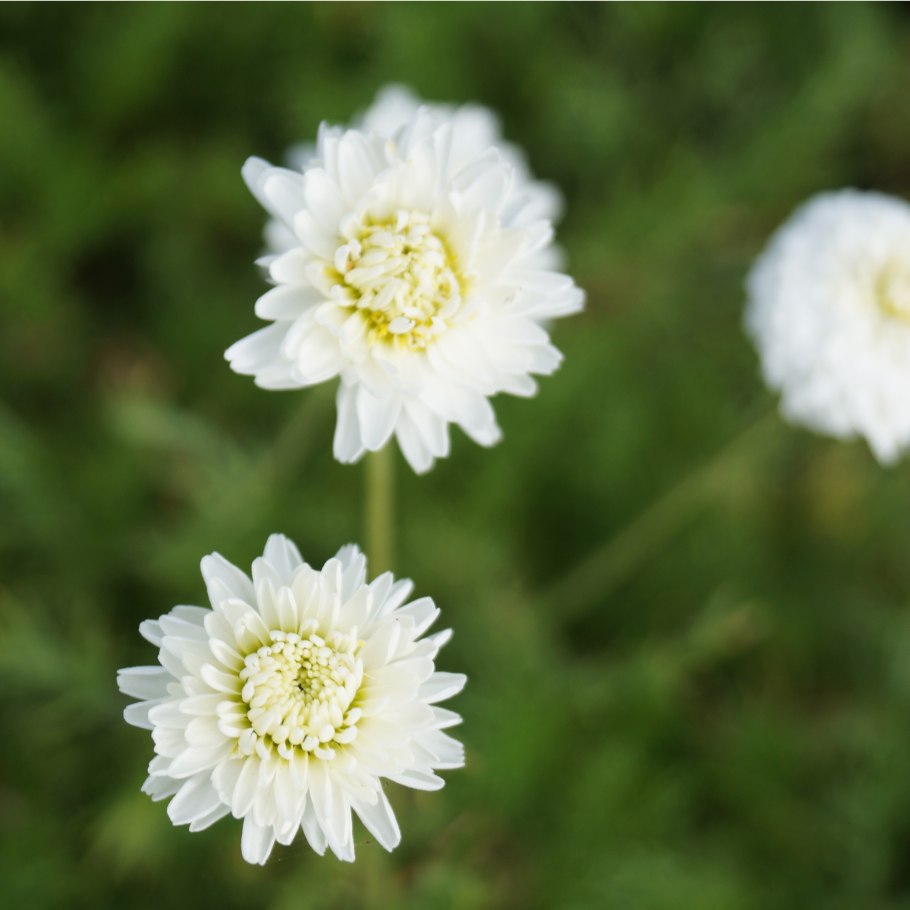 Хамемелюм благородный "Ligulosum"