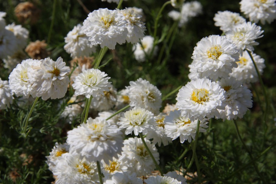 Анациклус садовый Гном