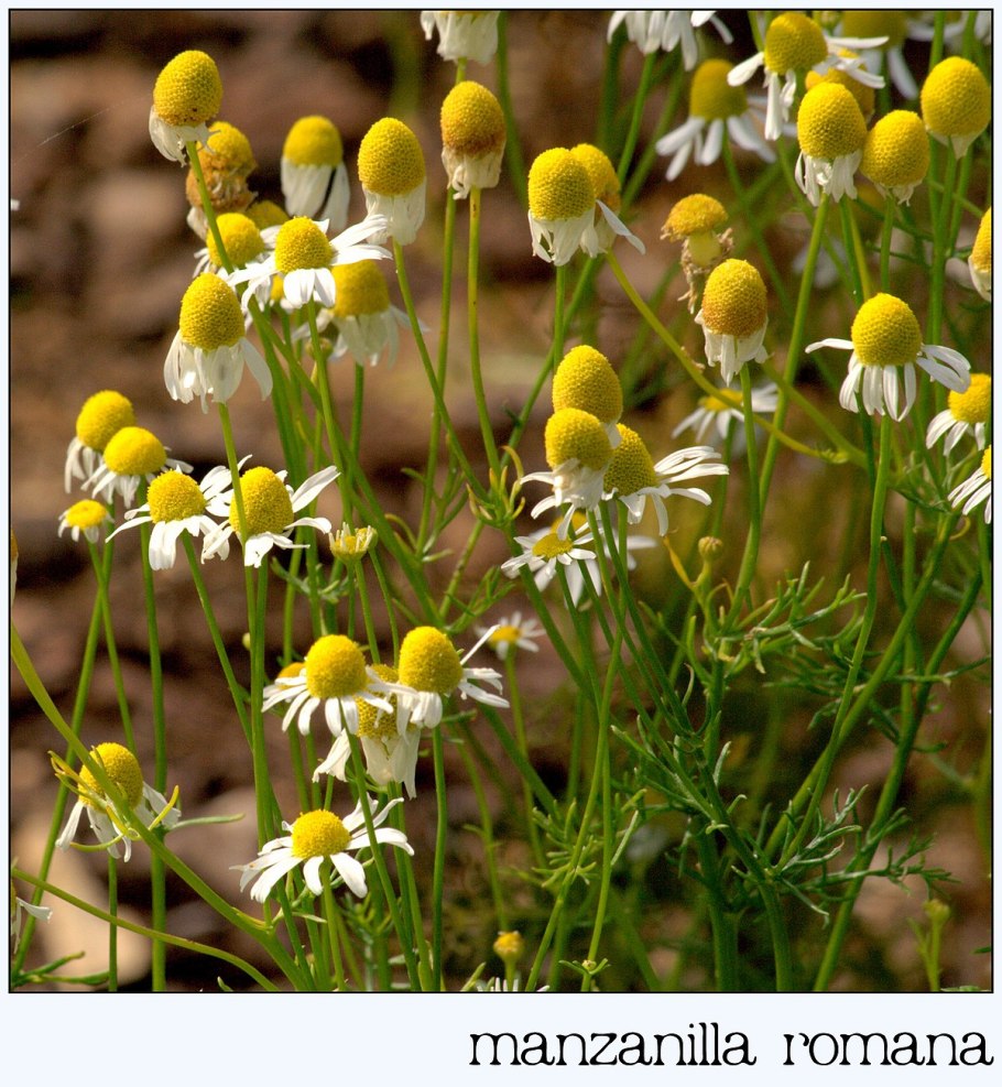 Pranarom роза дамасская