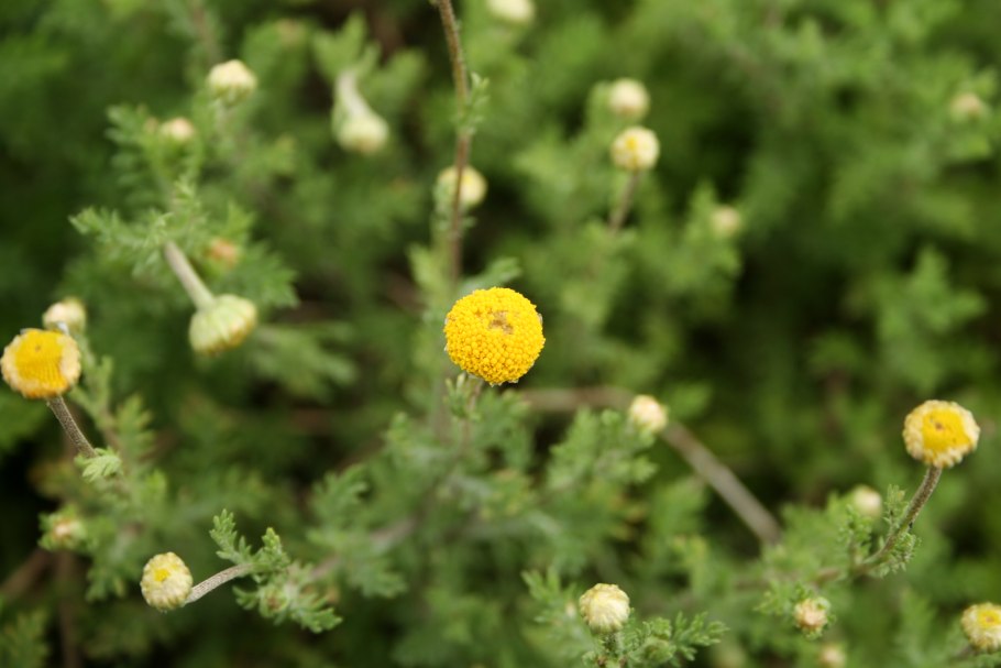 Ромашка Римская (Anthemis Nobilis)