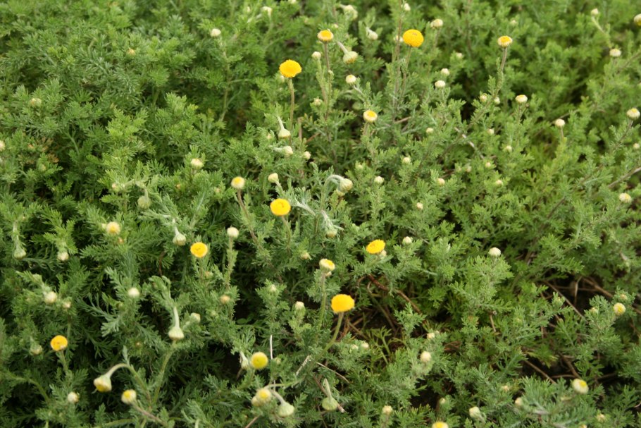 Хамемелюм благородный "Ligulosum"