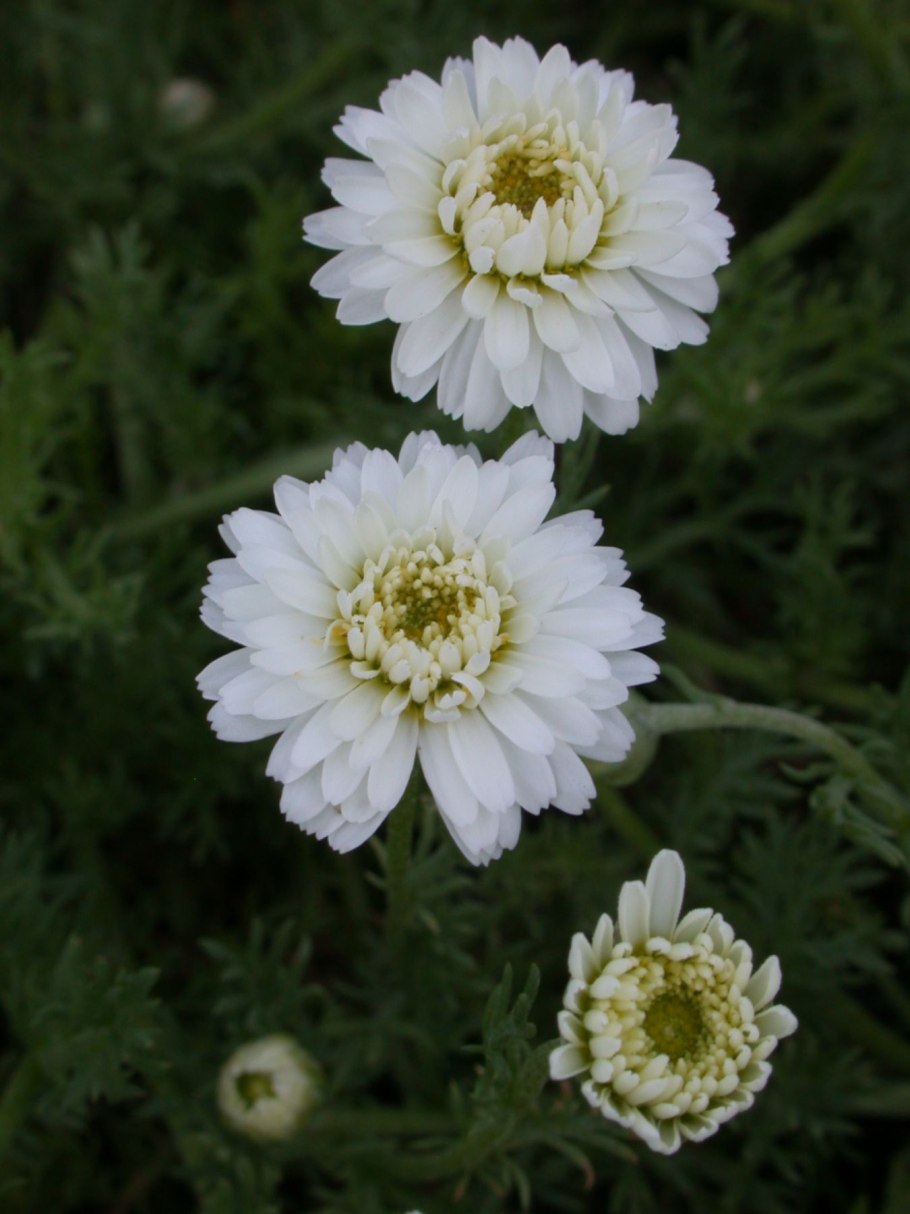 Пупавка Римская