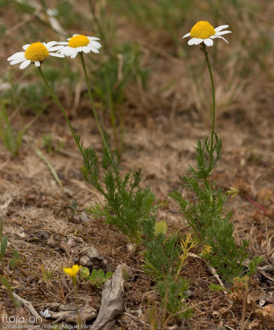 Хамемелюм благородный "Ligulosum"