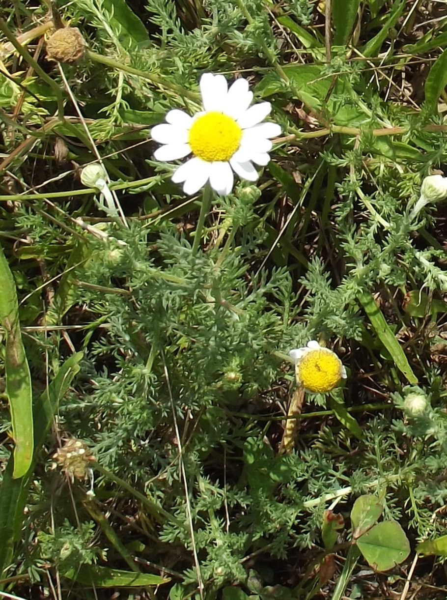 Как называются маленькие белые цветочки похожие на маргаритку