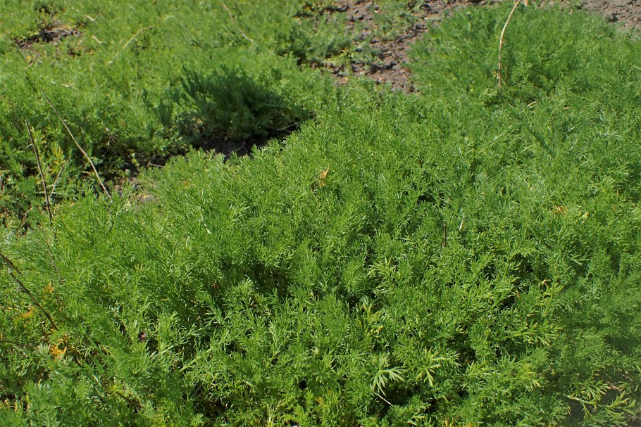 Пупавка красильная