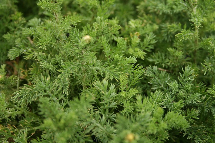 Anthemis Nobilis макро