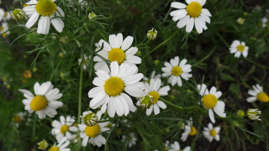 Растение Chamaemelum Nobile описание фото
