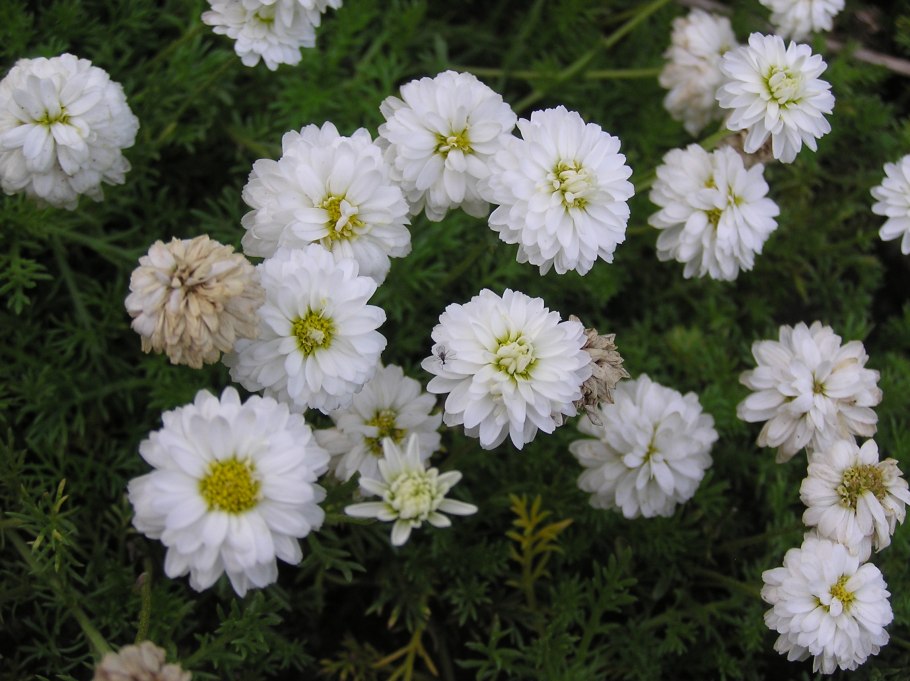 Anthemis Nobilis