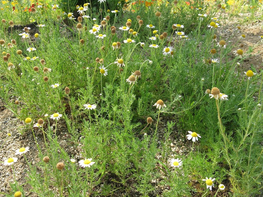 Плоская трава