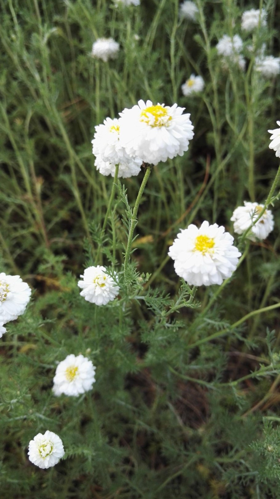 Matricaria Chamomilla Ромашка лекарственная
